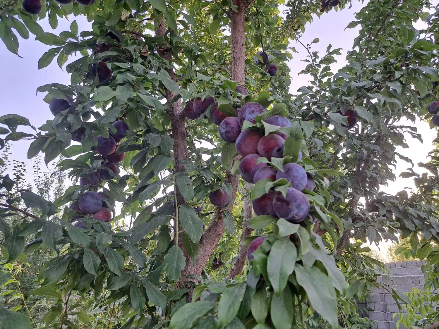 باغ ۱۰۰۰متری دهشاد شهریار خیابان باسکول|فروش زمین و ملک کلنگی|صباشهر, |دیوار