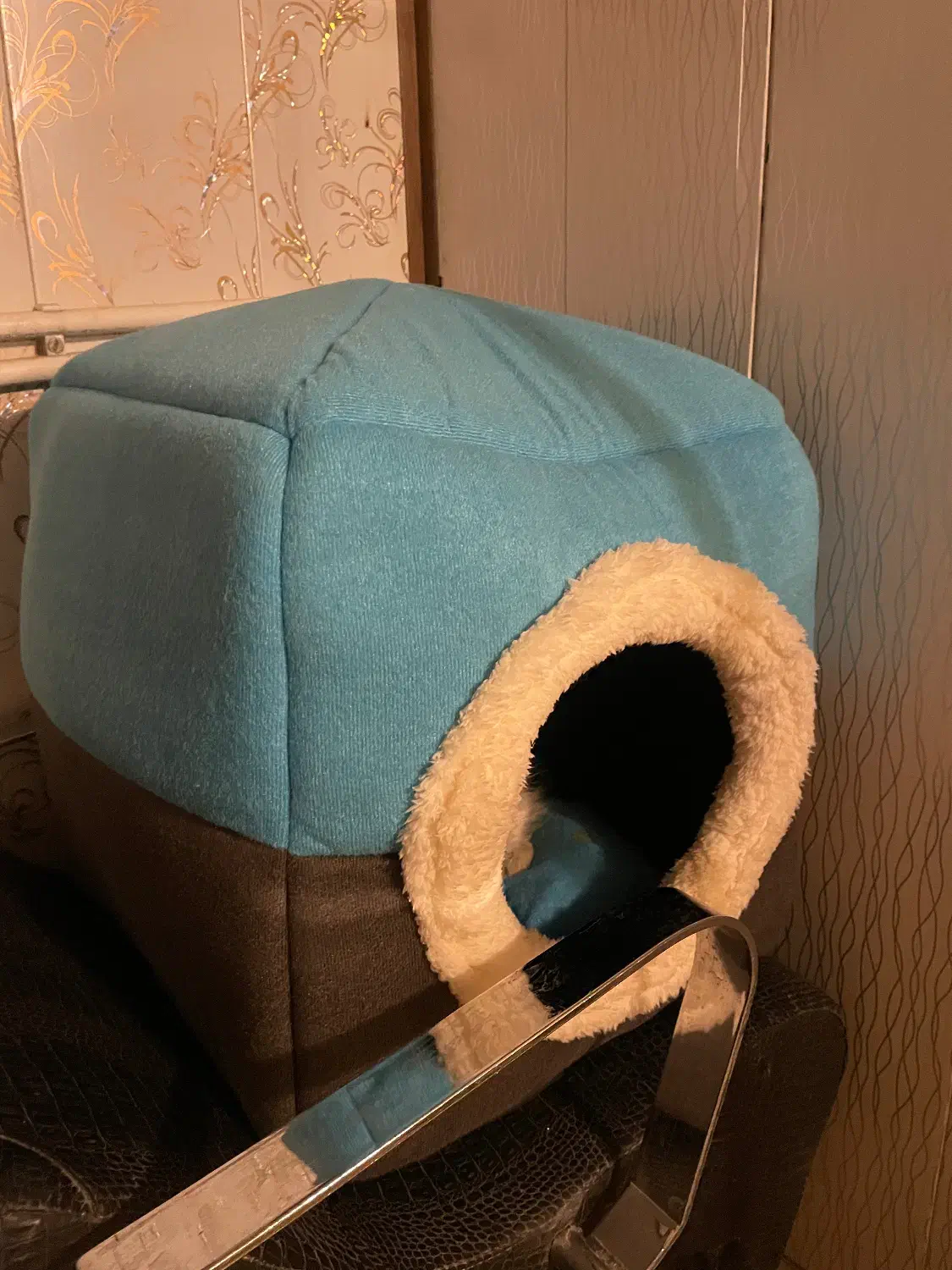 گربه اسکاتیش پرشین|گربه|تربتحیدریه, کوه سنگی|دیوار