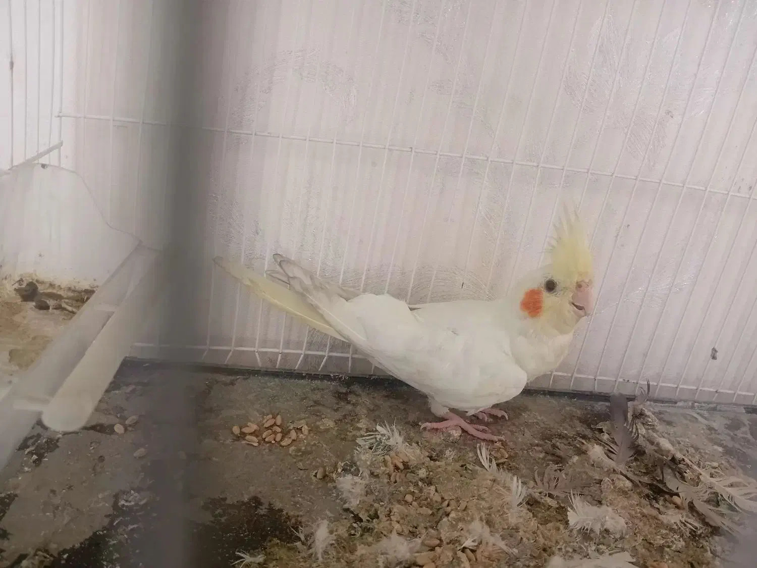 عروس هلندی|پرنده|چناران, |دیوار