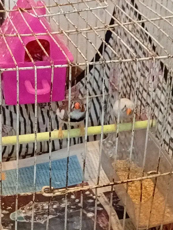 دو عدد فنچ نرو ماده|پرنده|مشهد, مصطفی خمینی|دیوار