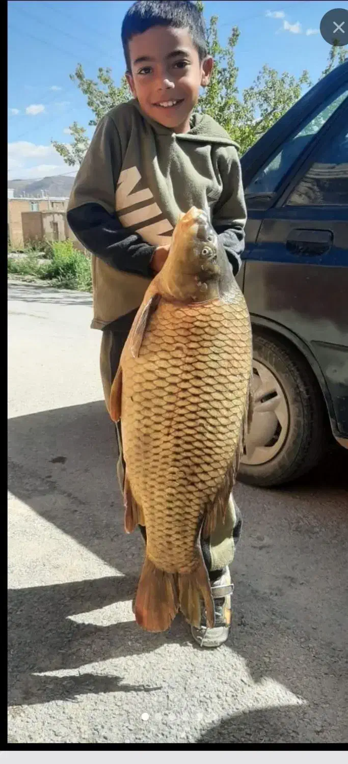 ماهی خوراکی|ماهی|لنگرود, |دیوار