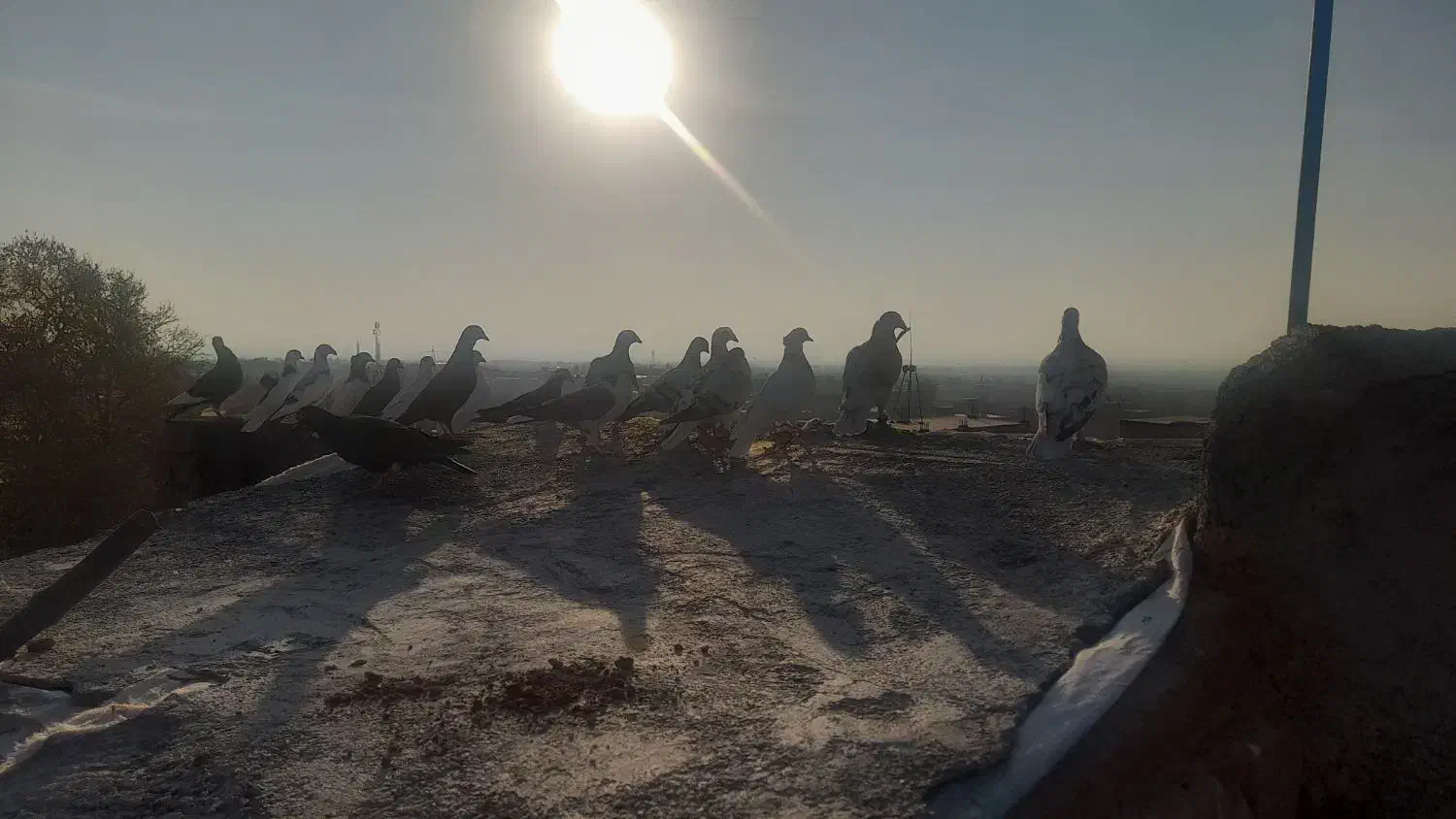 کفتر پرشی|پرنده|زبرخان, |دیوار