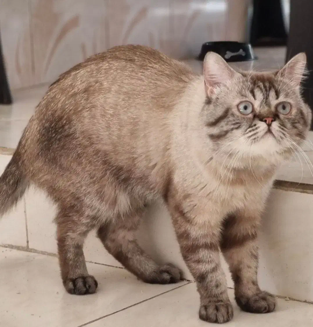 گربه بریتیش مو کوتاه|گربه|شهریار, شهرک وائین|دیوار