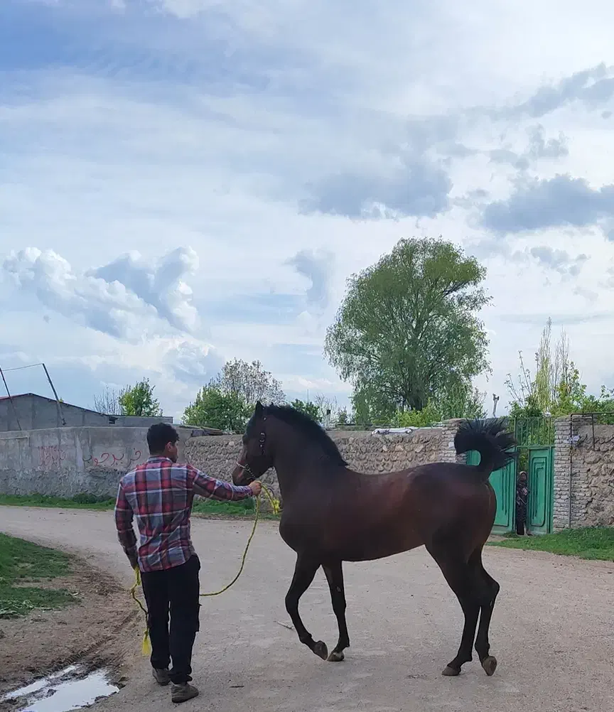 کره نریان دوساله نوه سهیل مریخ|اسب و تجهیزات اسب‌سواری|تهران, سازمان آب|دیوار