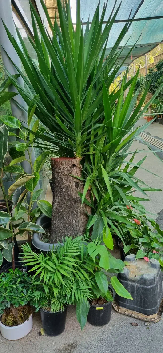 آپارتمانی لوکس بزرگ و کوچیک ۳۰٪تخفیف|گل و گیاه طبیعی|تهران, زیبادشت|دیوار