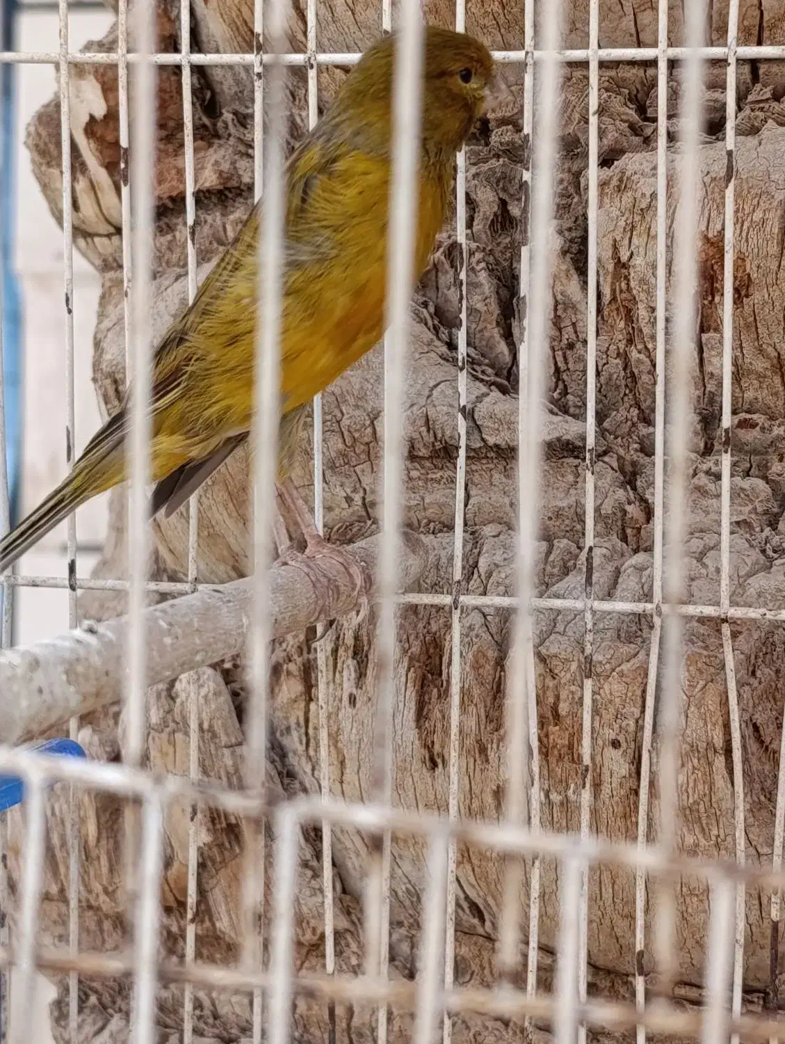 قناری نر ریزه خونی|پرنده|امیدیه, |دیوار