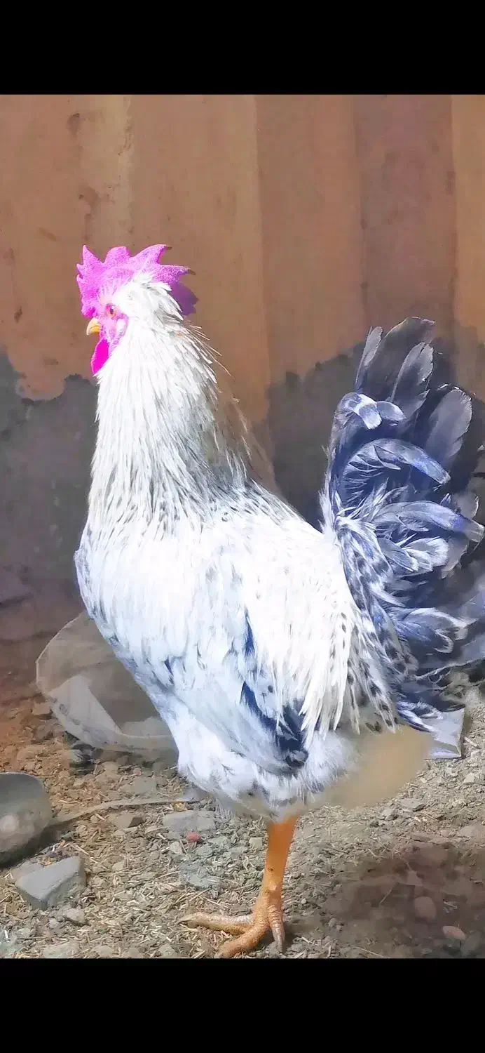 خروس گلین و محلی و...|حیوانات مزرعه|زمکان, |دیوار