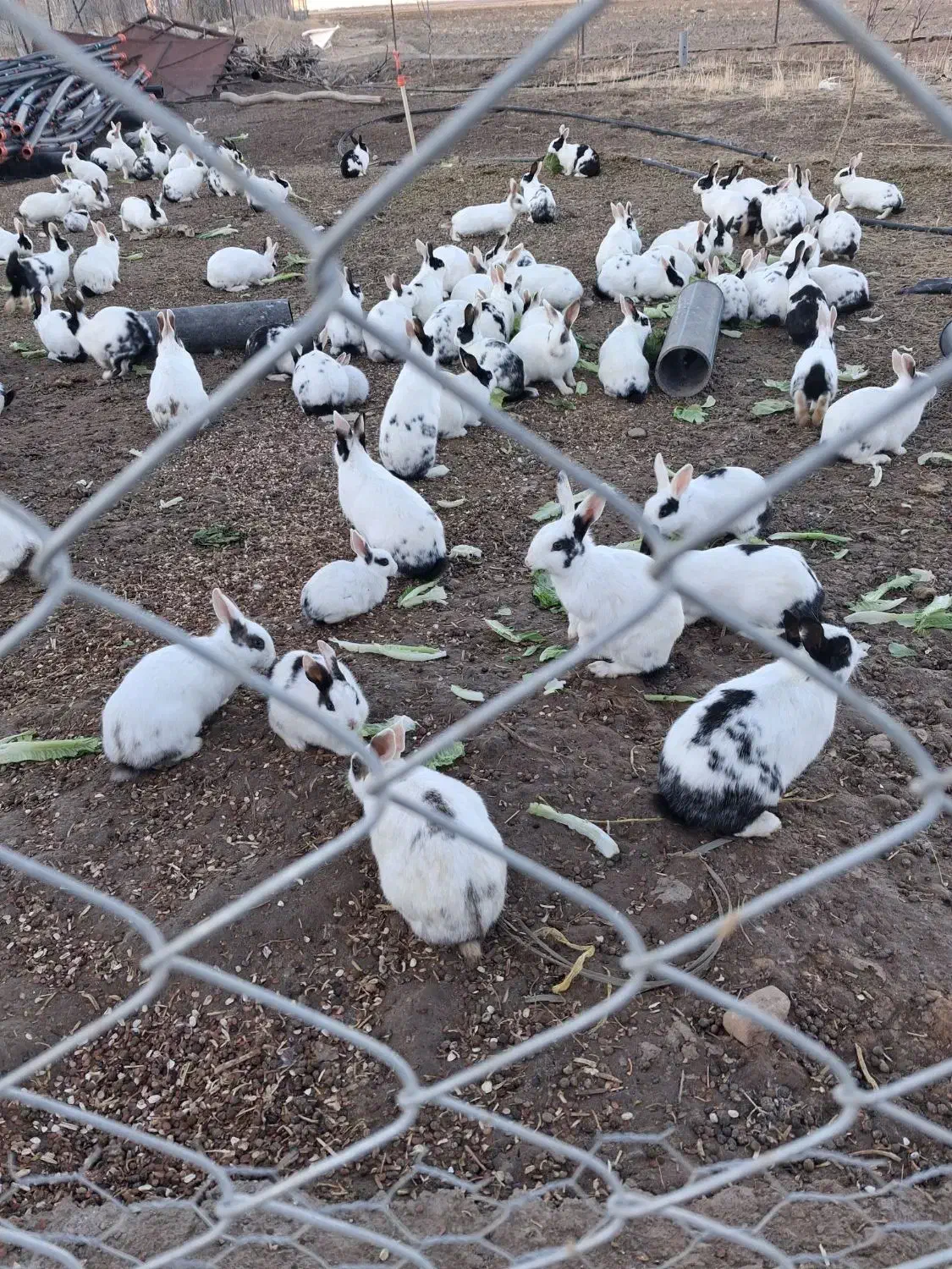 خرگوش|موش و خرگوش|سلطانیه, |دیوار