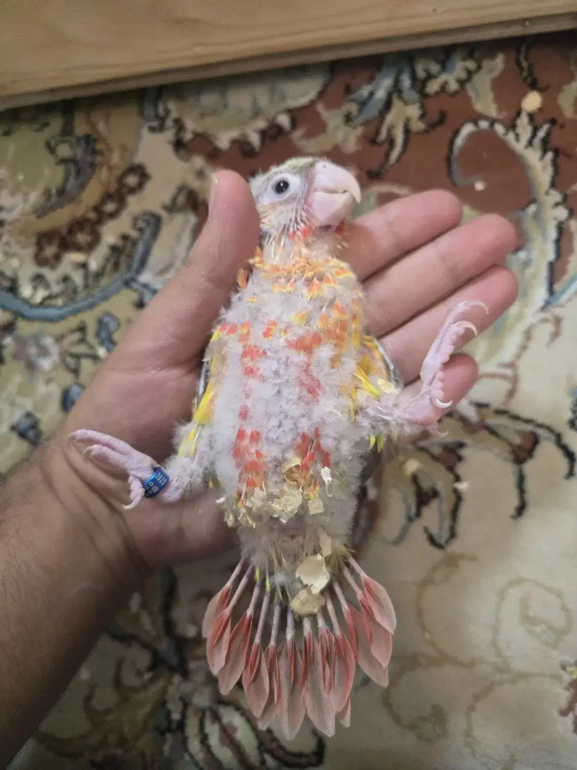 گرینچیک سرلاکی|پرنده|مشهد, تربیت (صدف)|دیوار