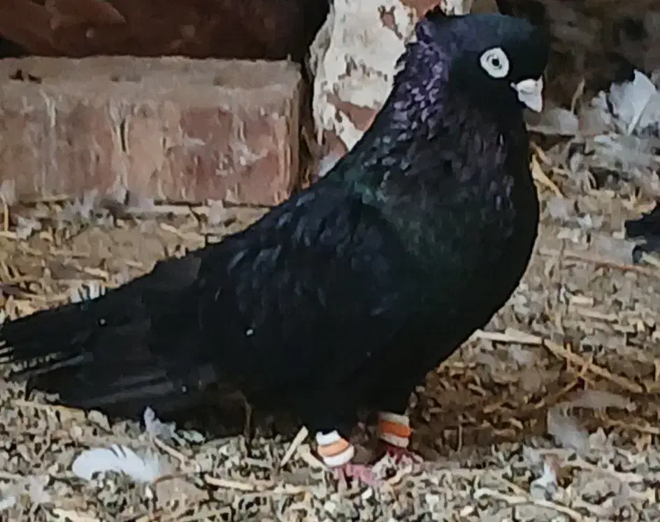 کبوتر|پرنده|میاندوآب, |دیوار