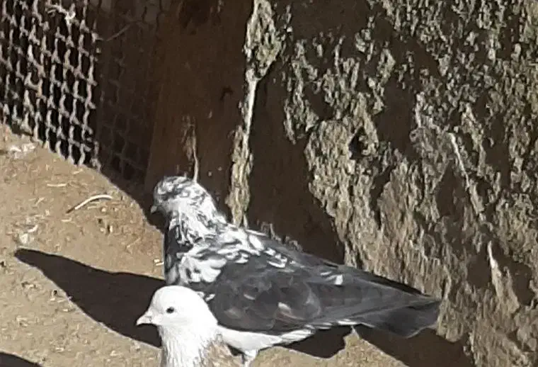 تهرانی گمشده|حیوانات|همدان, |دیوار