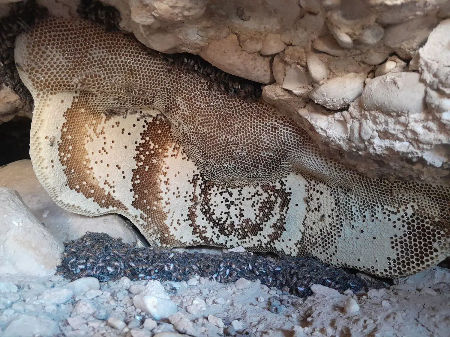 عسل طبیعی|عمده‌فروشی|بوشکان, |دیوار