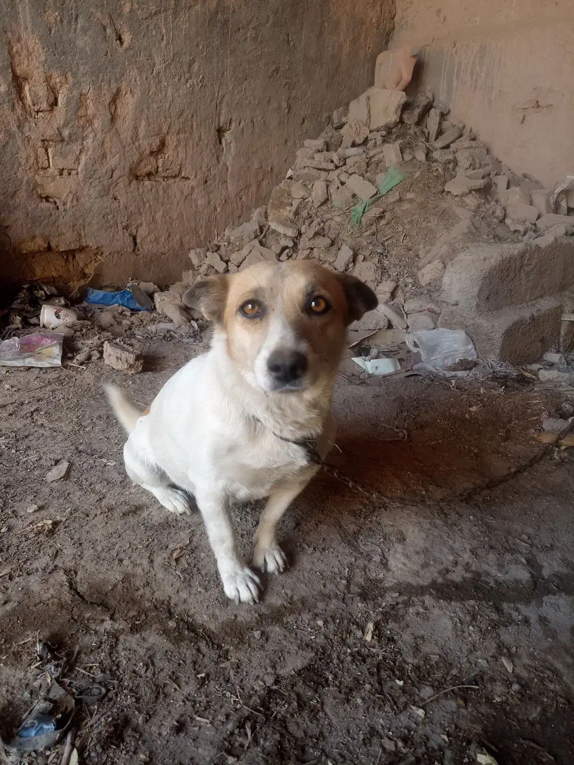 پاکوتاه|سگ|چناران, |دیوار