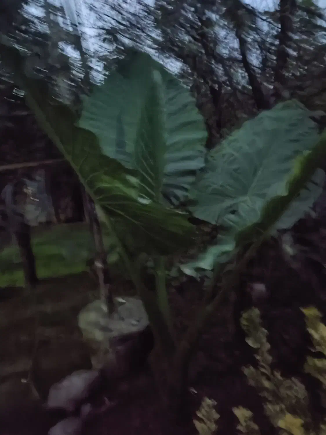 گل و گیاه طبیعی|گل و گیاه طبیعی|بابل, |دیوار