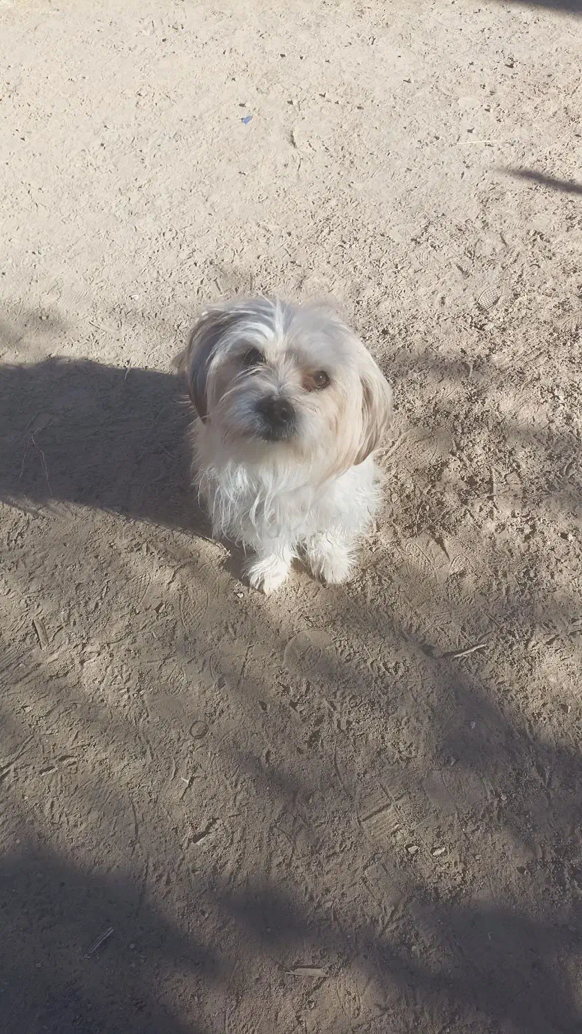 دوعددتوله به فروش میرسه به دلیل نداشتن مکان|سگ|سبزوار, رباط|دیوار