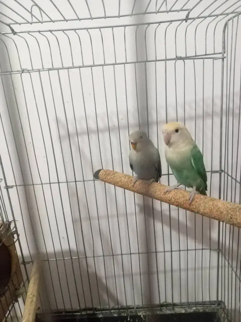 دوتا طوطی|پرنده|رباطکریم, رباطکریم|دیوار