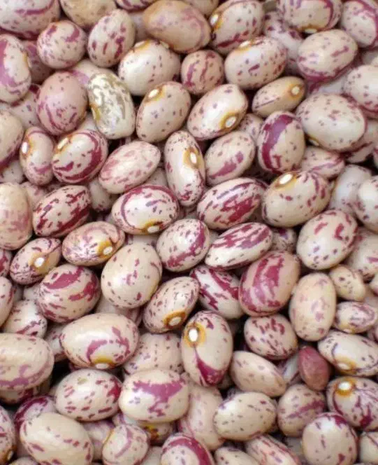 لوبیا چیتی درجه ۱|خوردنی و آشامیدنی|قم, سید معصوم|دیوار