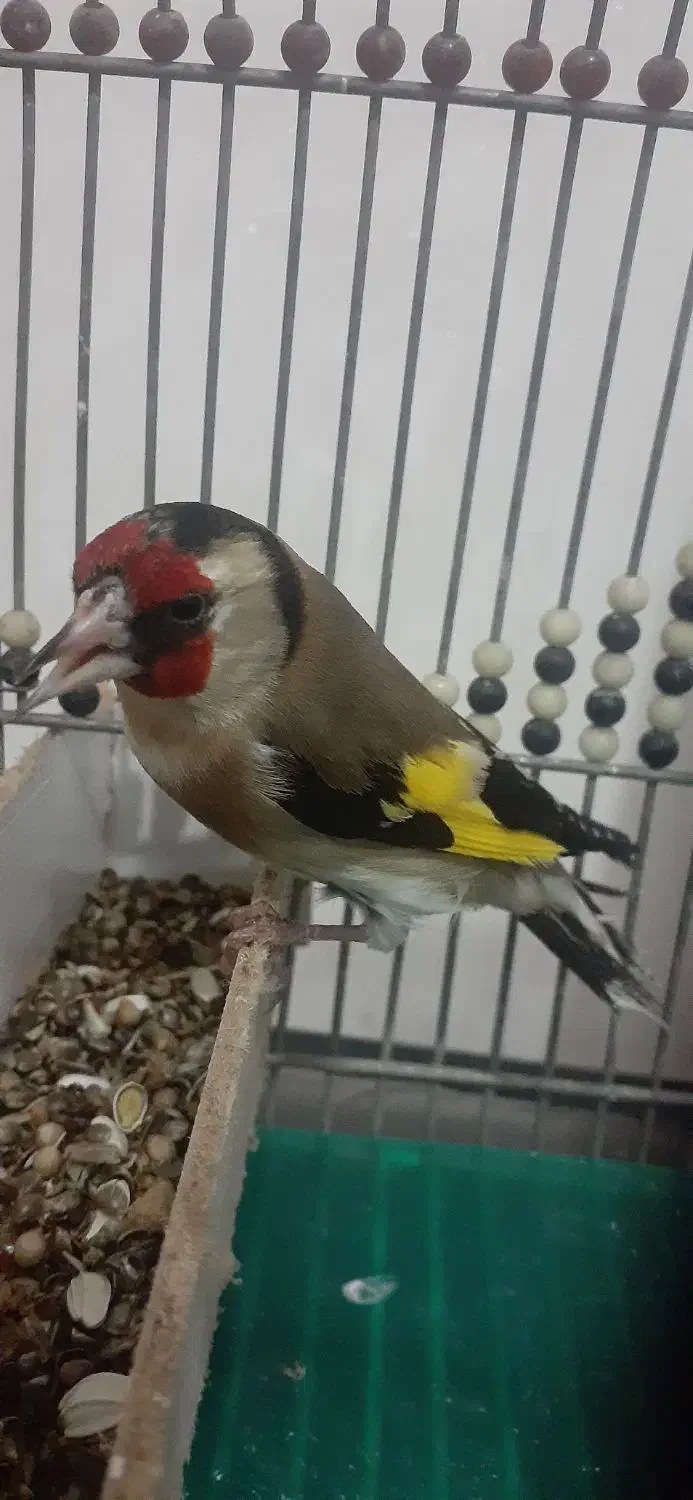 سهره|پرنده|شیراز, شهرک رضوان|دیوار