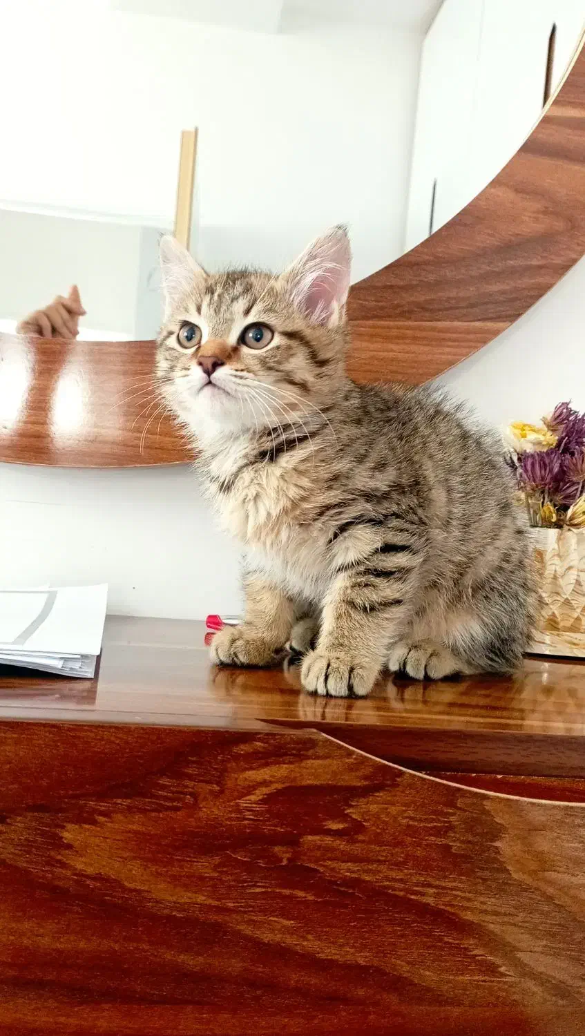 بچه گربه نژاد هیمالیا|گربه|اشنویه, |دیوار