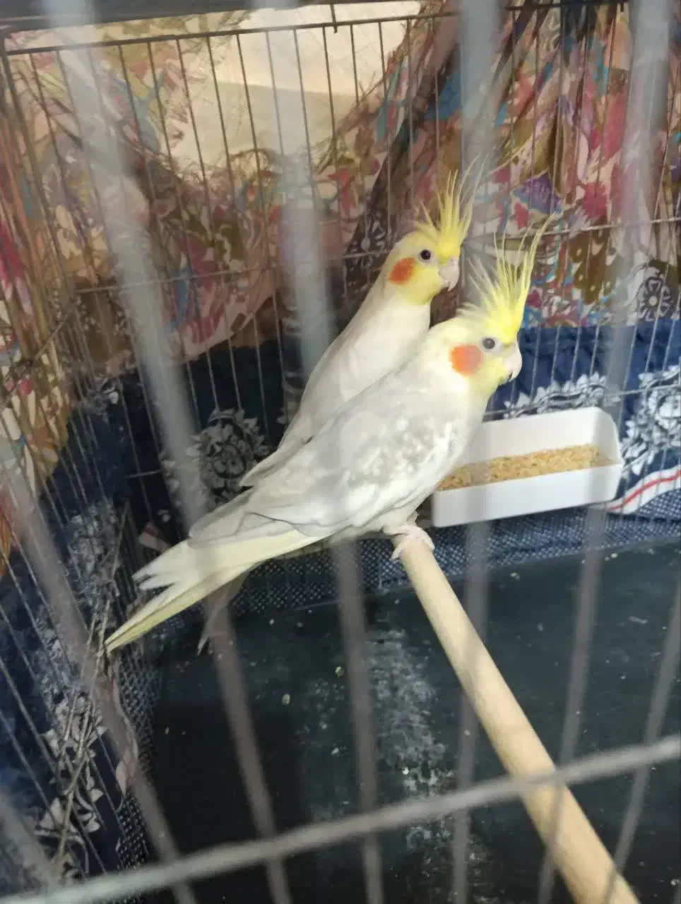 عروس هلندی|پرنده|آران و بیدگل, |دیوار