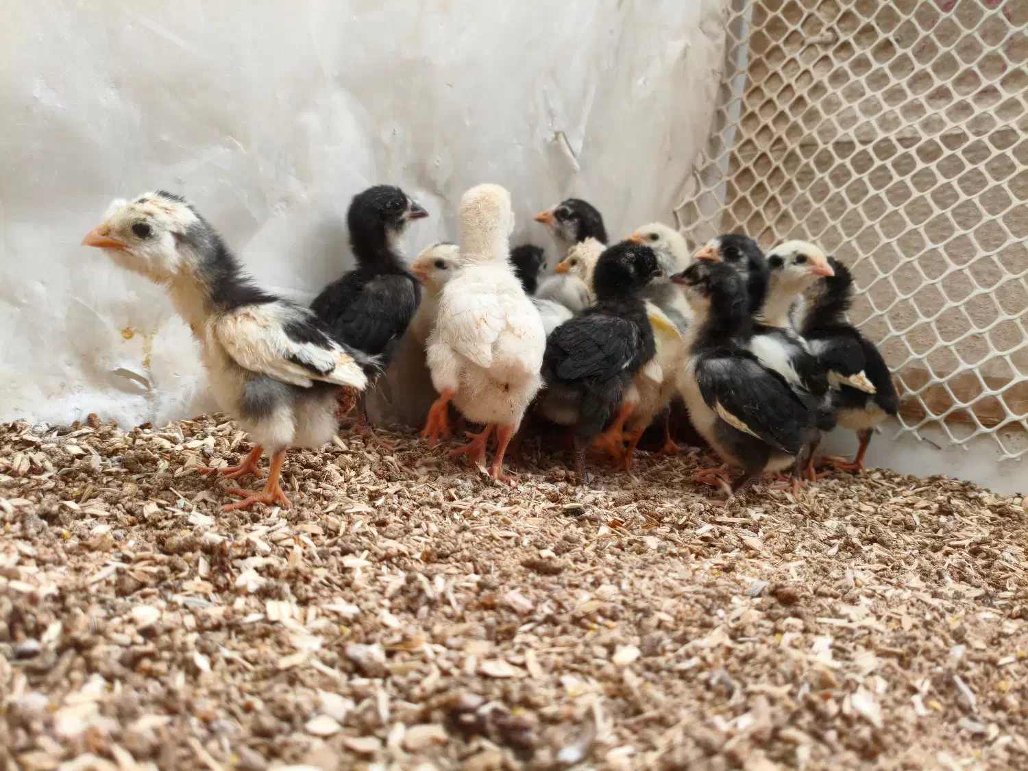 جوجه مرغ گلین|حیوانات مزرعه|تهران, ده‌ونک|دیوار