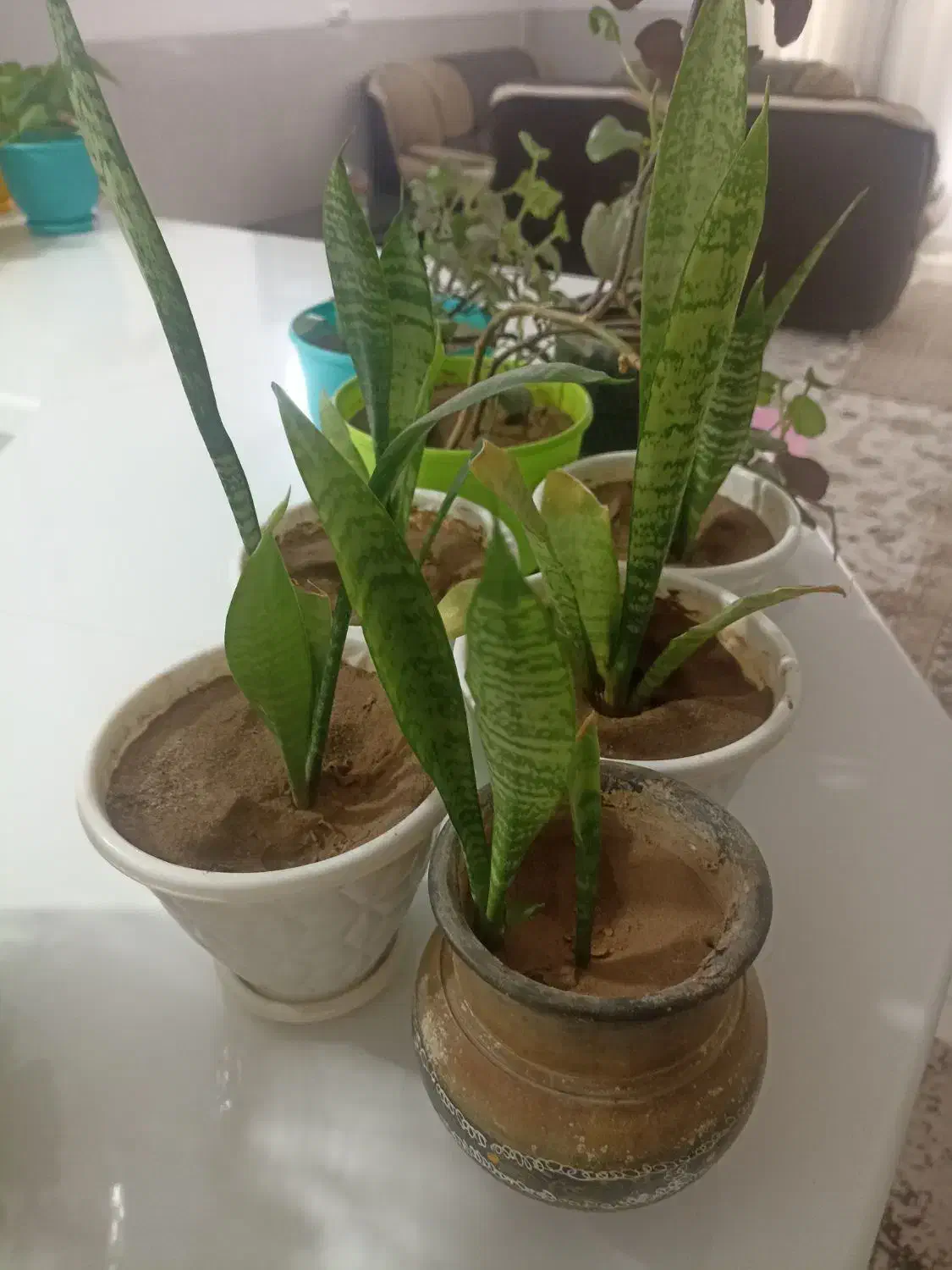 قلمه پتوس|گل و گیاه طبیعی|کرمان, |دیوار