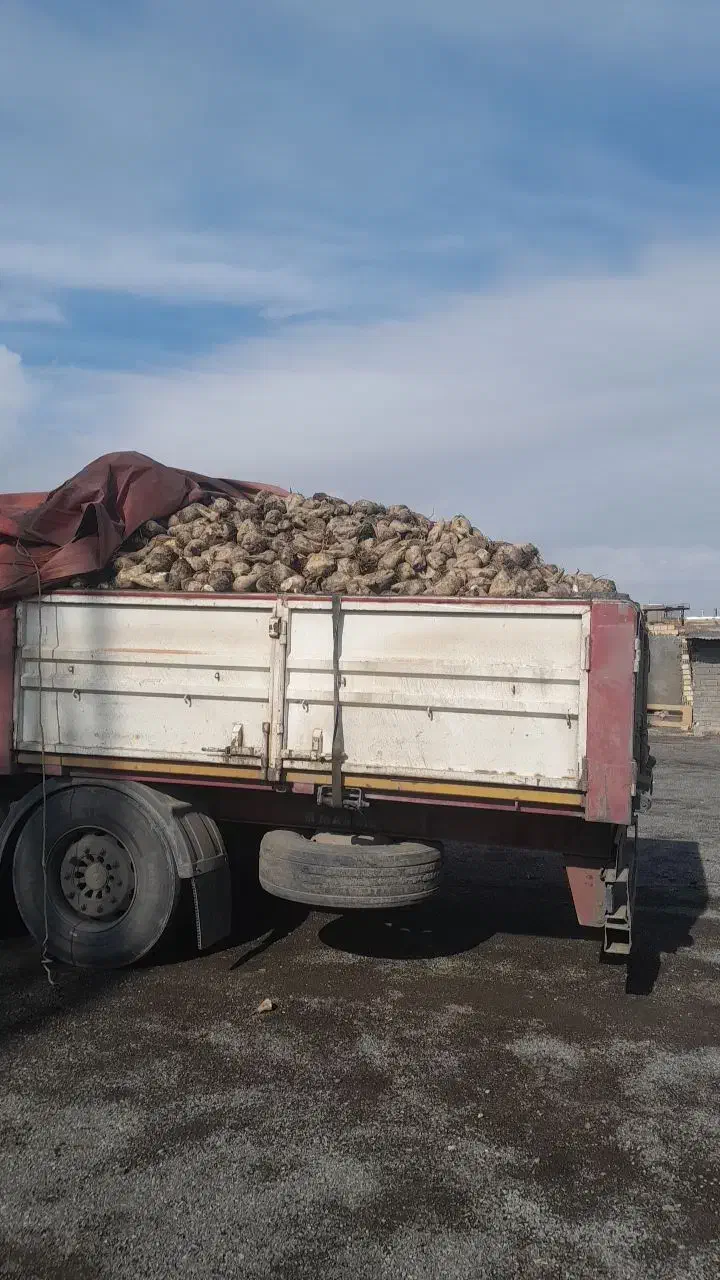 چغندر قند  دامی|حیوانات مزرعه|سربیشه, |دیوار