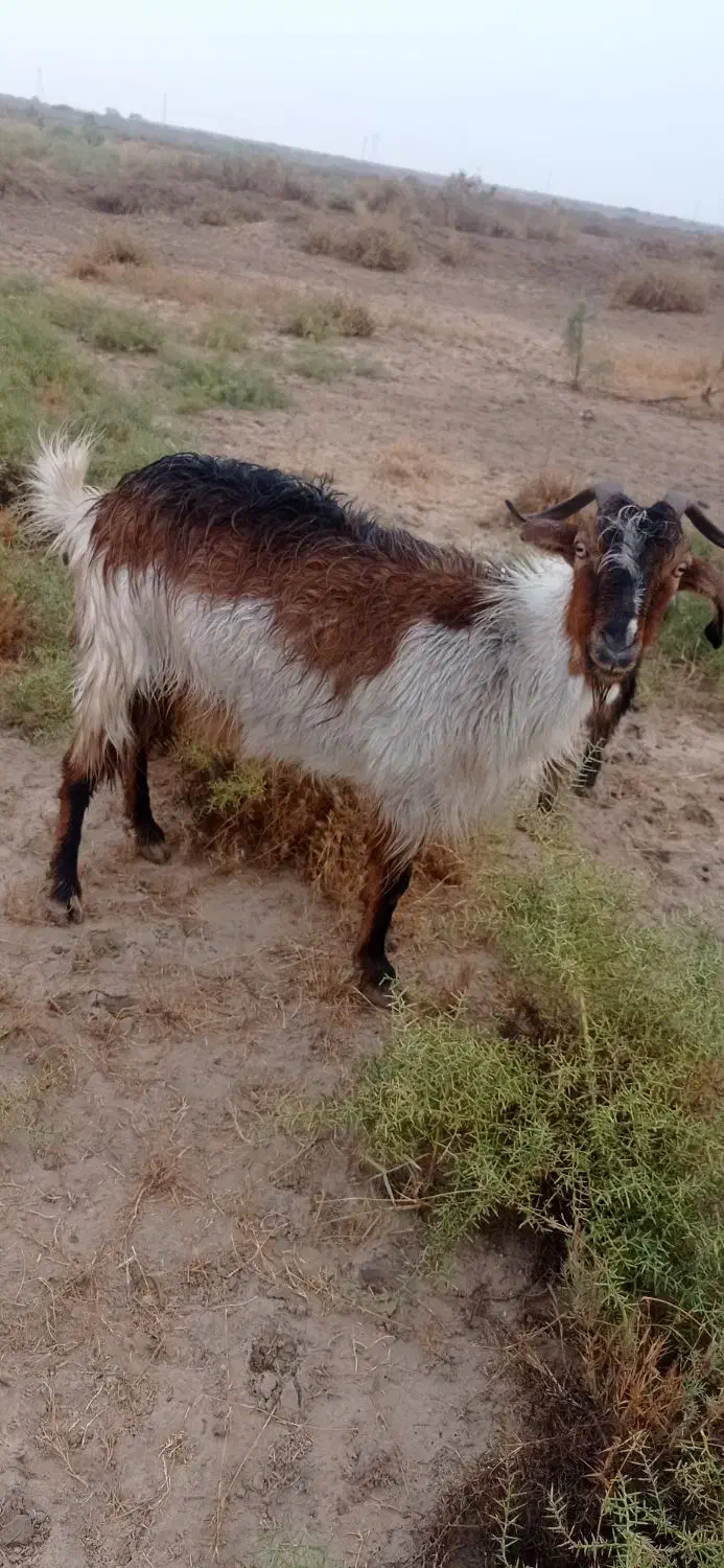 حیوانات مزرعه بز. چنبیش|حیوانات مزرعه|کارون, |دیوار