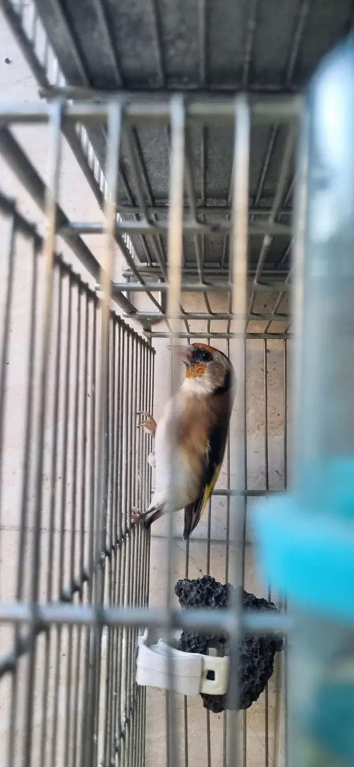 جوجه امسالی سهره|پرنده|تهران, مقدم|دیوار