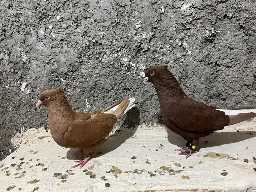 جفت دم سفید|پرنده|فسا, |دیوار