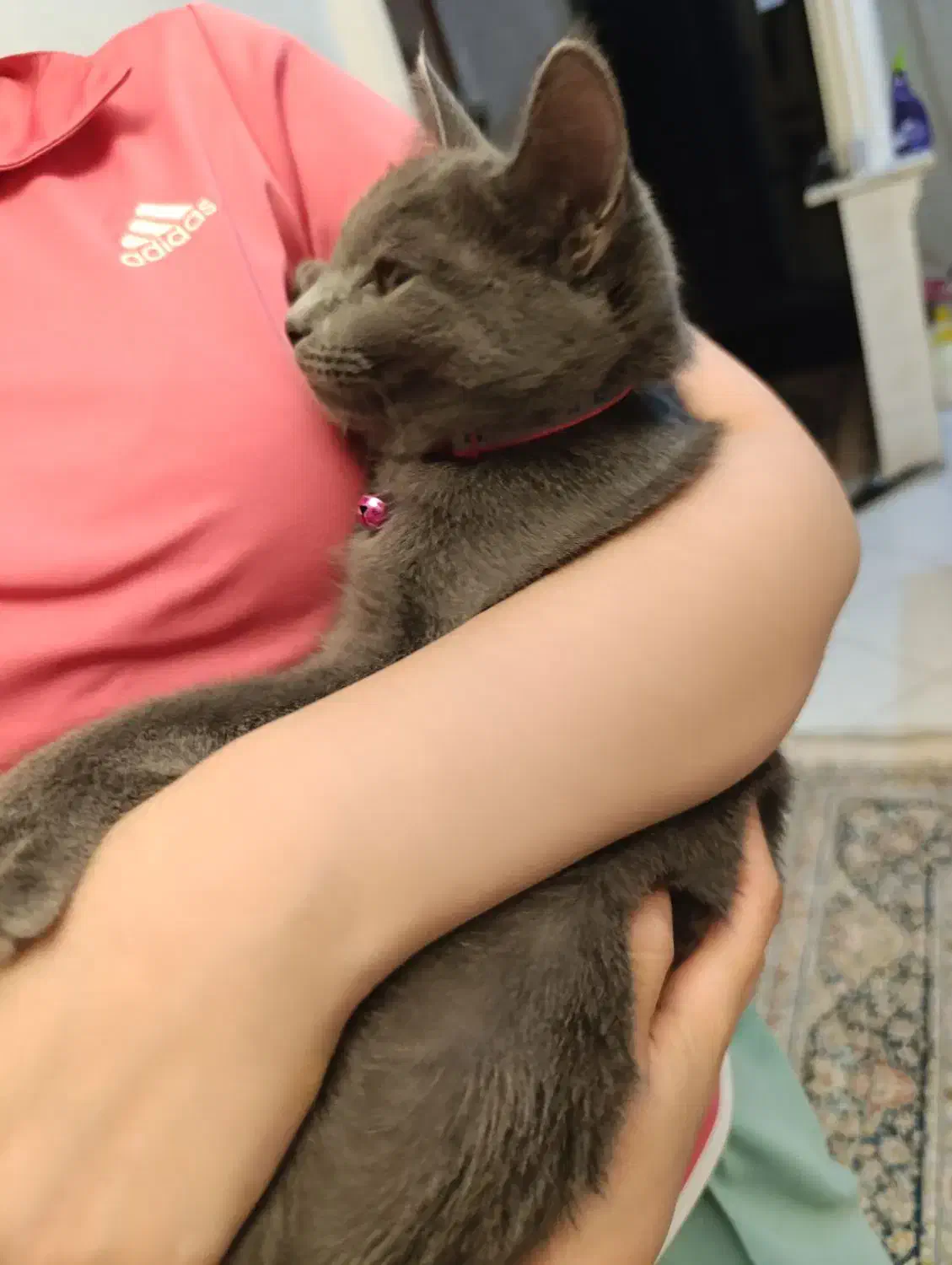 گربه اسکاتیش|گربه|تهران, سازمان برنامه جنوبی|دیوار