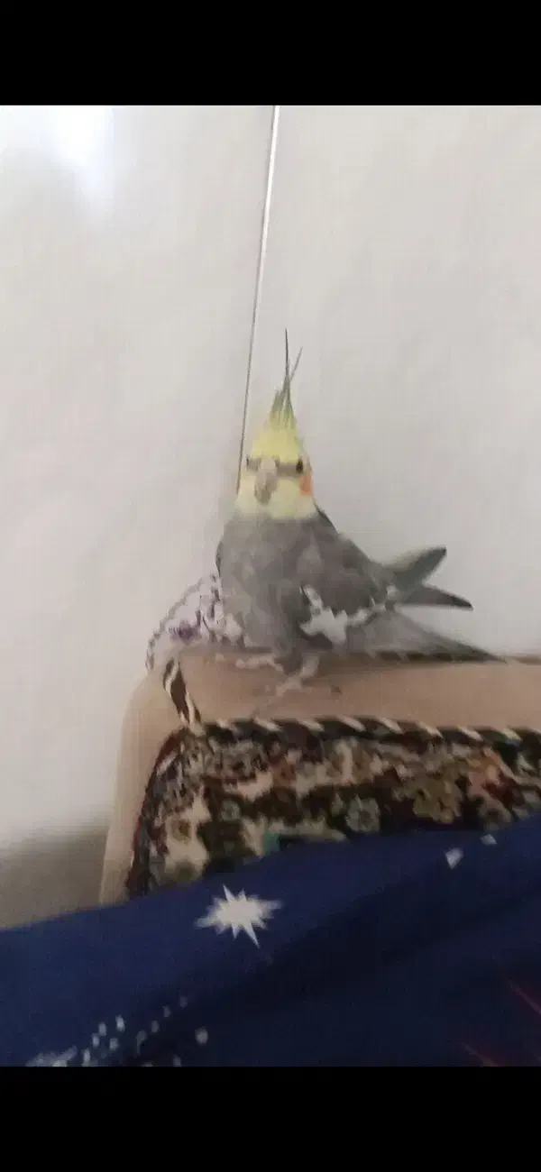 پرنده|پرنده|قم, ولیعصر|دیوار