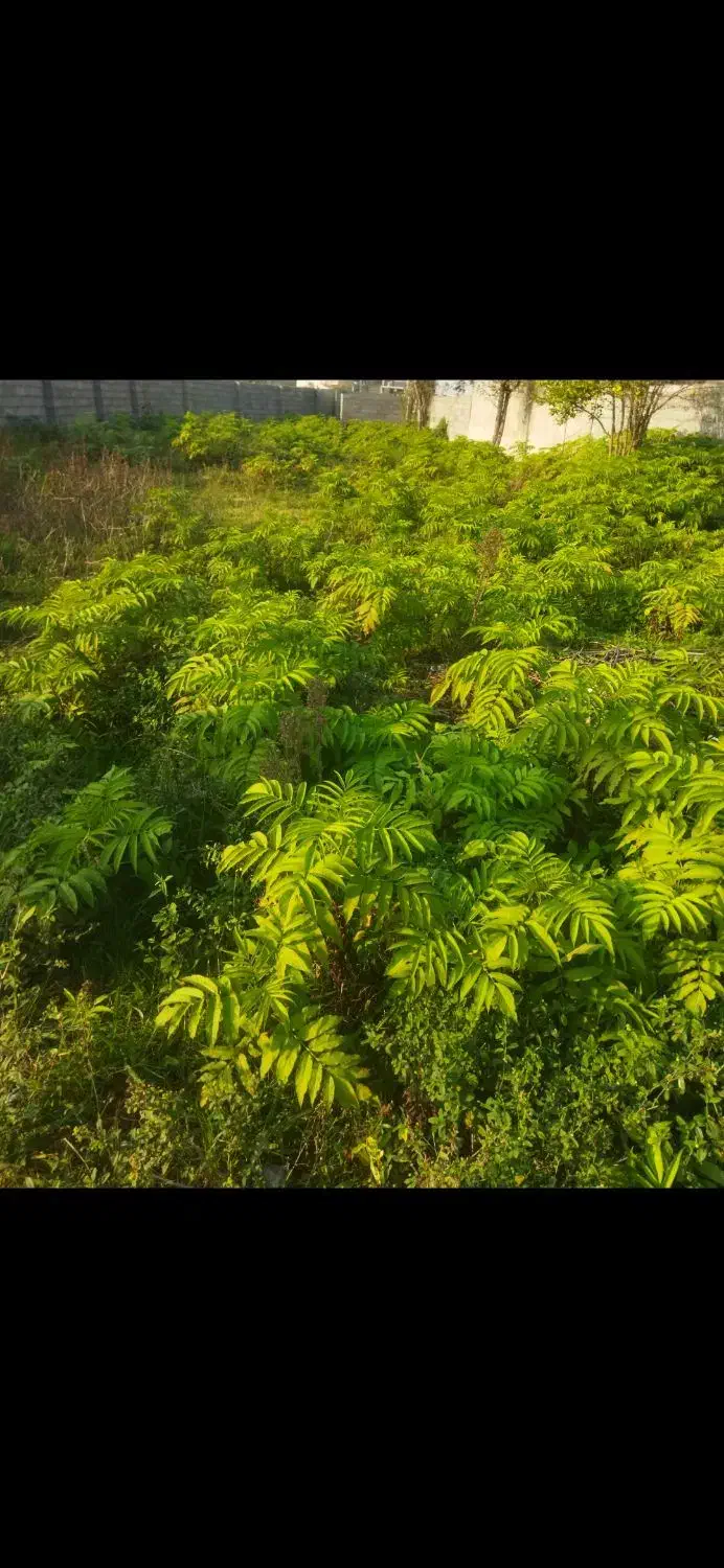 474متر مسکونی دور دیوار 16متر بر کوچه آسفالته|فروش زمین و ملک کلنگی|احمدسرگوراب, |دیوار