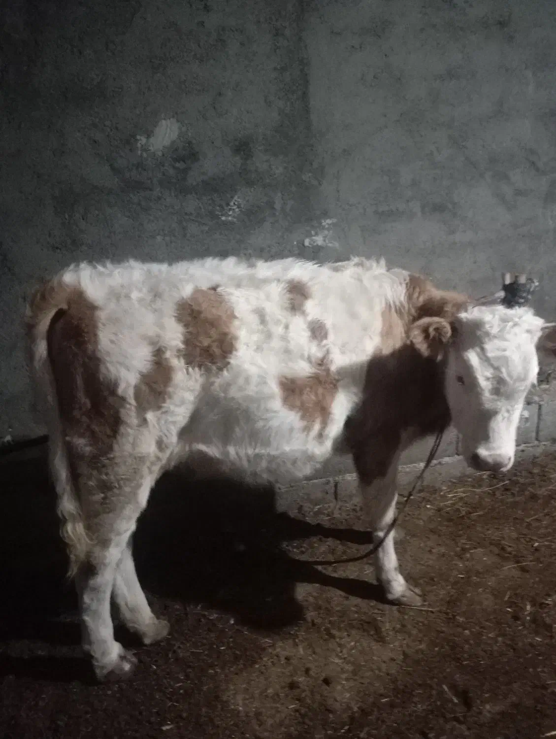 اصل سمیتال|حیوانات مزرعه|سیلوانه, |دیوار