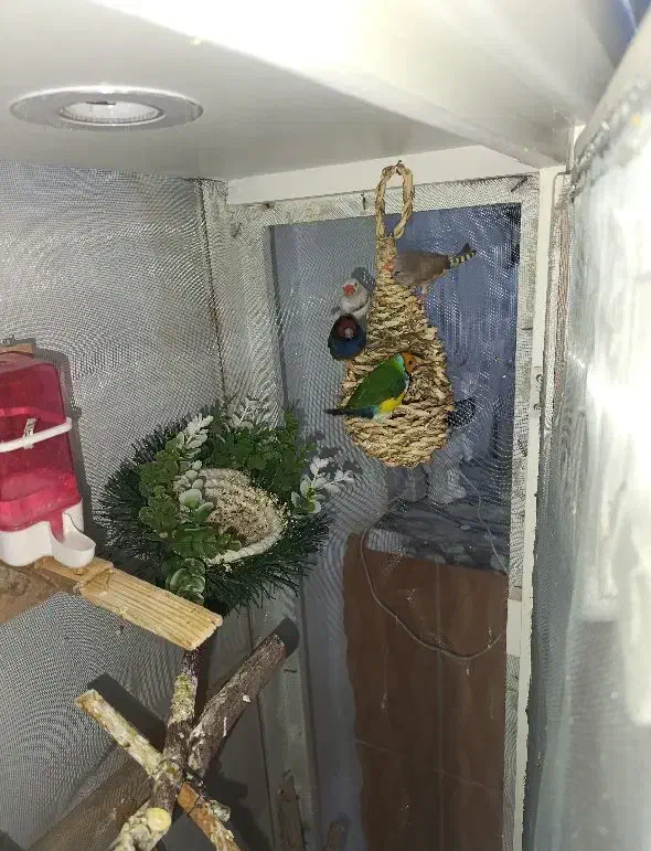 فنچ گلدین|پرنده|پاکدشت, پاکدشت (مامازند)|دیوار