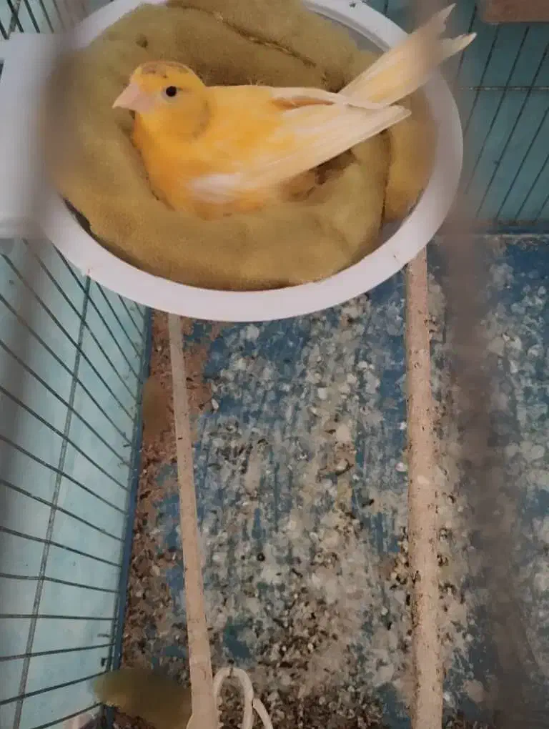 فروش قناری ماده کار|پرنده|داراب, |دیوار