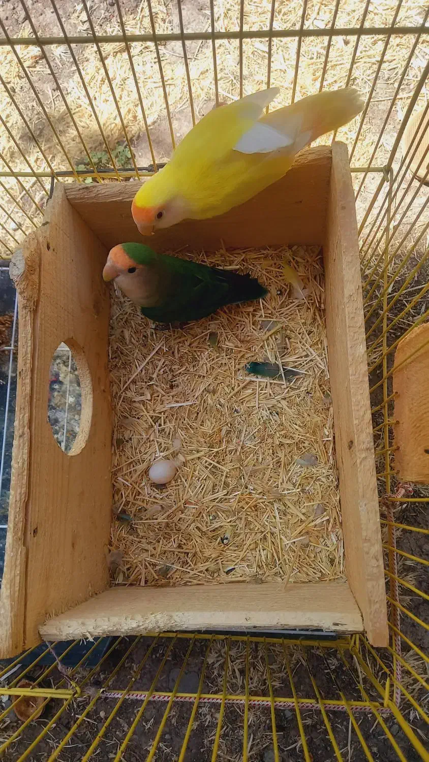 طوطی برزیلی|پرنده|خلخال, |دیوار