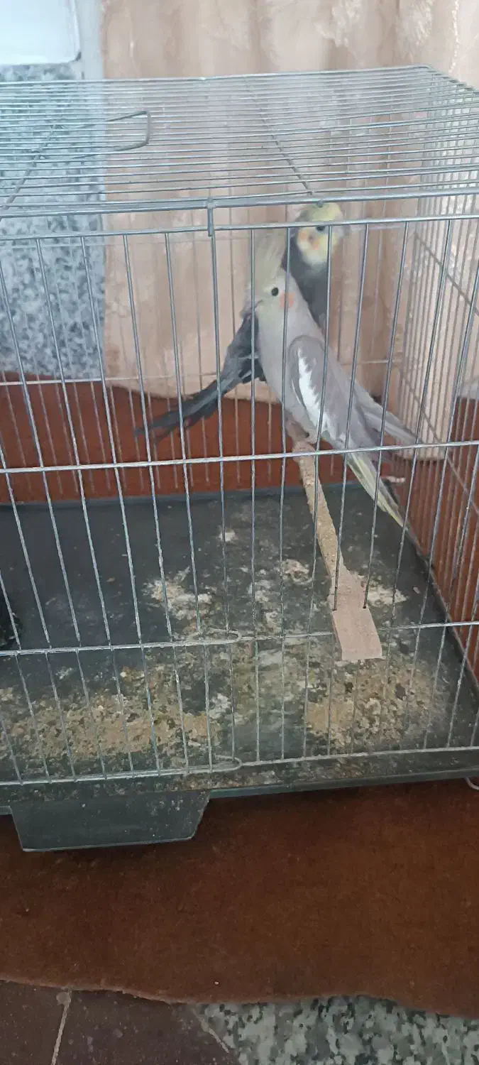 پرنده|پرنده|سبزوار, گلشن|دیوار