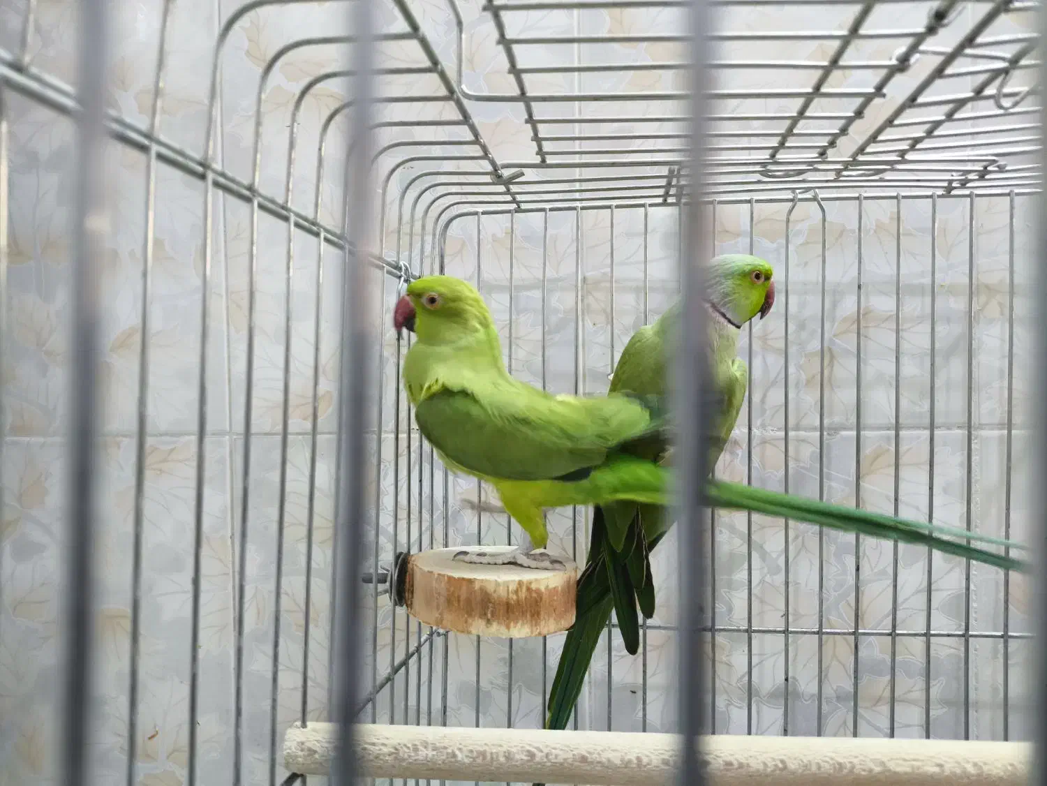 جفت ملنگو|پرنده|قم, بنیاد|دیوار