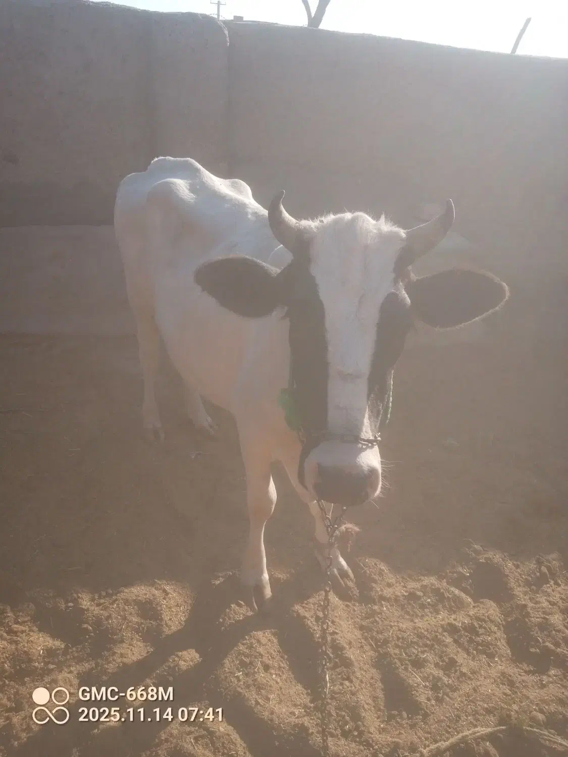 گستر زه اول|حیوانات مزرعه|زابل, |دیوار