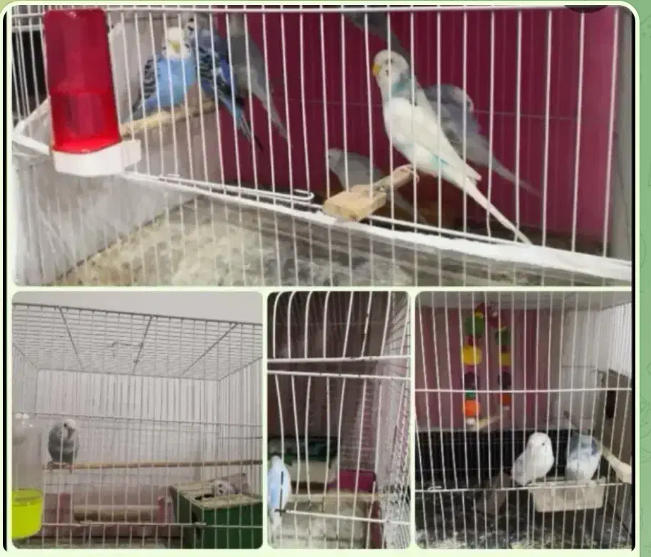 مرغ عشق. کوتوله|پرنده|مشهد, فدک|دیوار