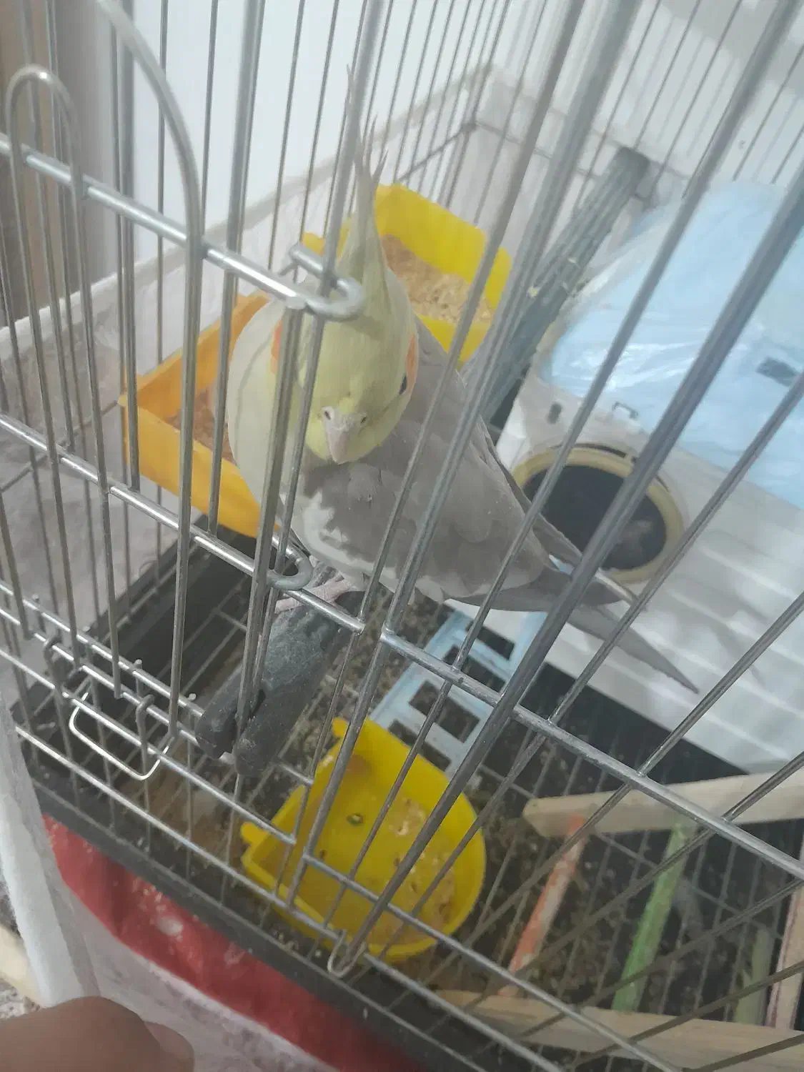 عروس هلندی ماده دستی|پرنده|بیرجند, |دیوار