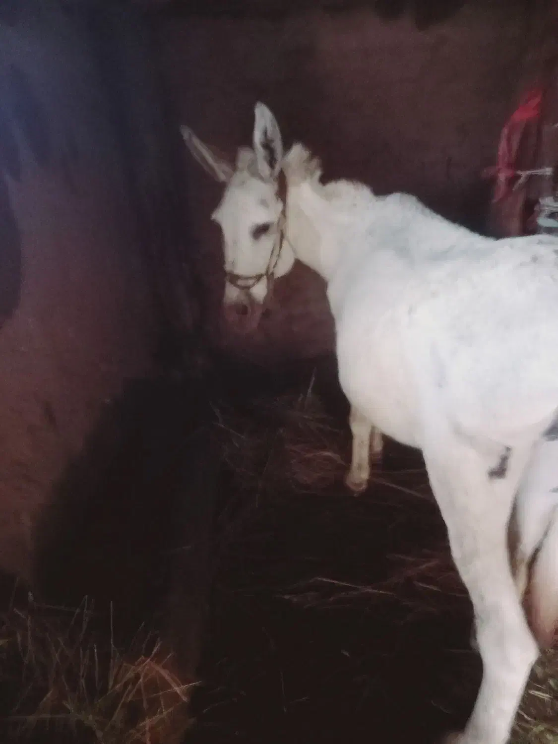 ...|حیوانات مزرعه|کوثر, |دیوار