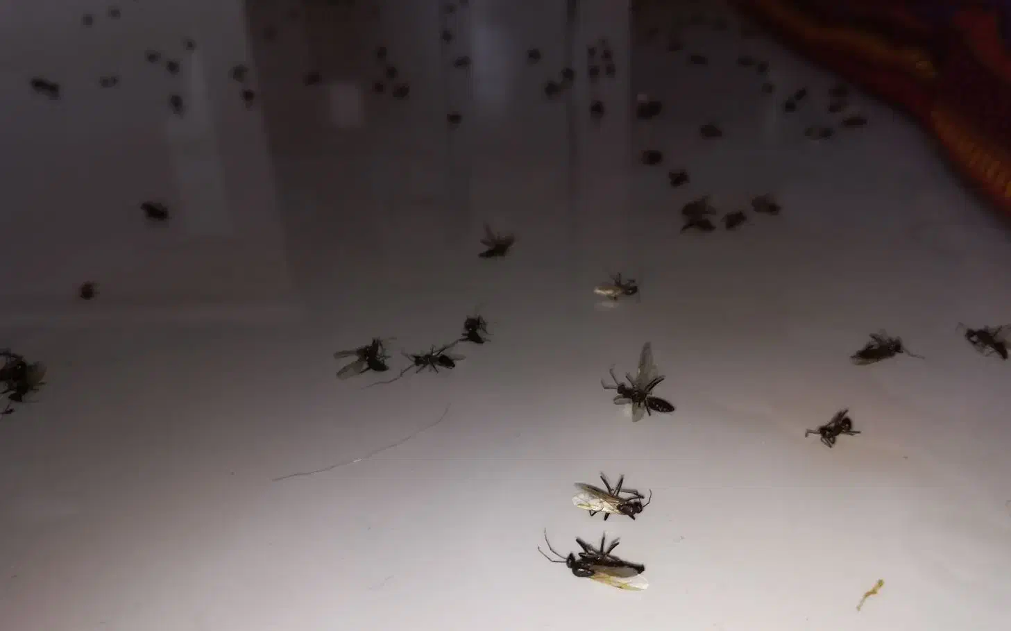 سمپاشی ساس سم پاشی سوسک و رشمیز خدمات|خدمات نظافت|برازجان, |دیوار