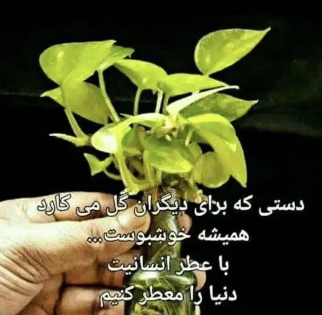 انواع روغن‌ مخصوص ‌م‌ا‌س‌ا‌ژ‌ و پوست|آرایشی، بهداشتی، درمانی|تهران, اقدسیه|دیوار