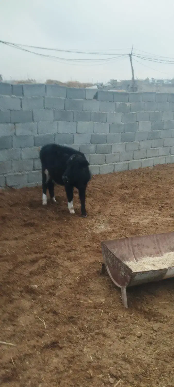 گوساله گوسفند بره|حیوانات مزرعه|وحیدیه, |دیوار