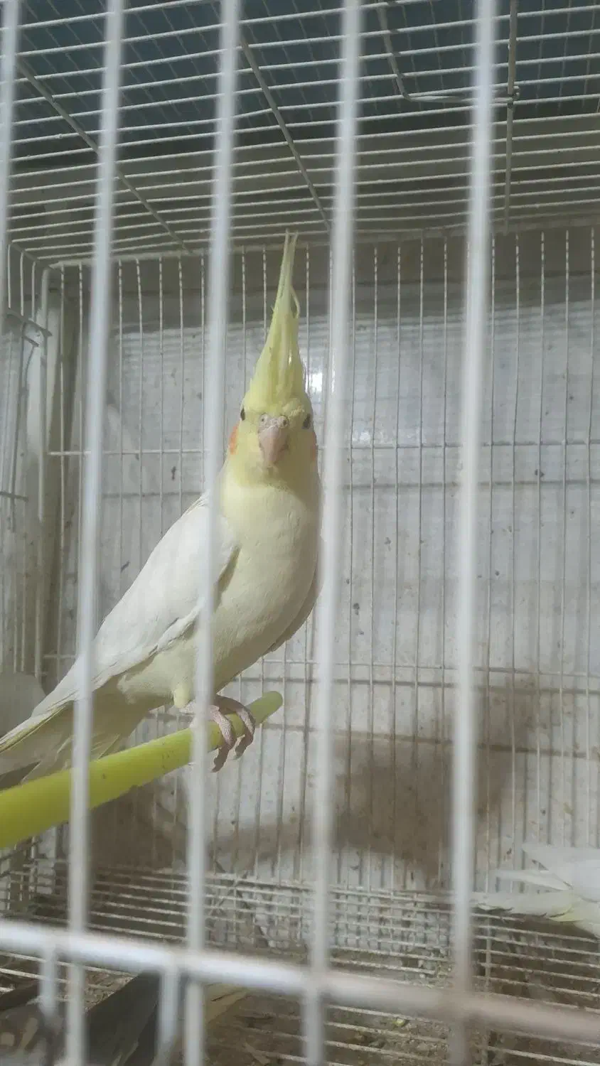 عروس هلندی بالغ|پرنده|طرقبه, |دیوار