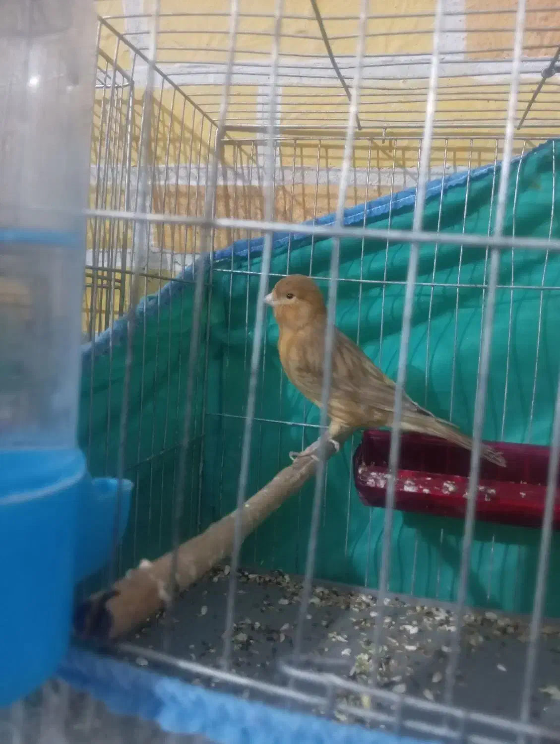 قناری|پرنده|زرند, |دیوار