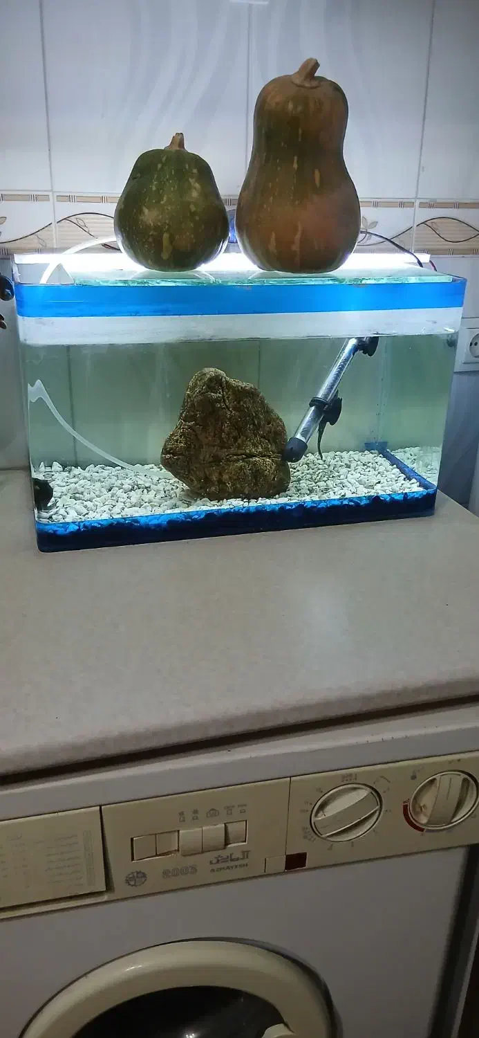 آکواریوم و لجن خار|ماهی|ارومیه, |دیوار