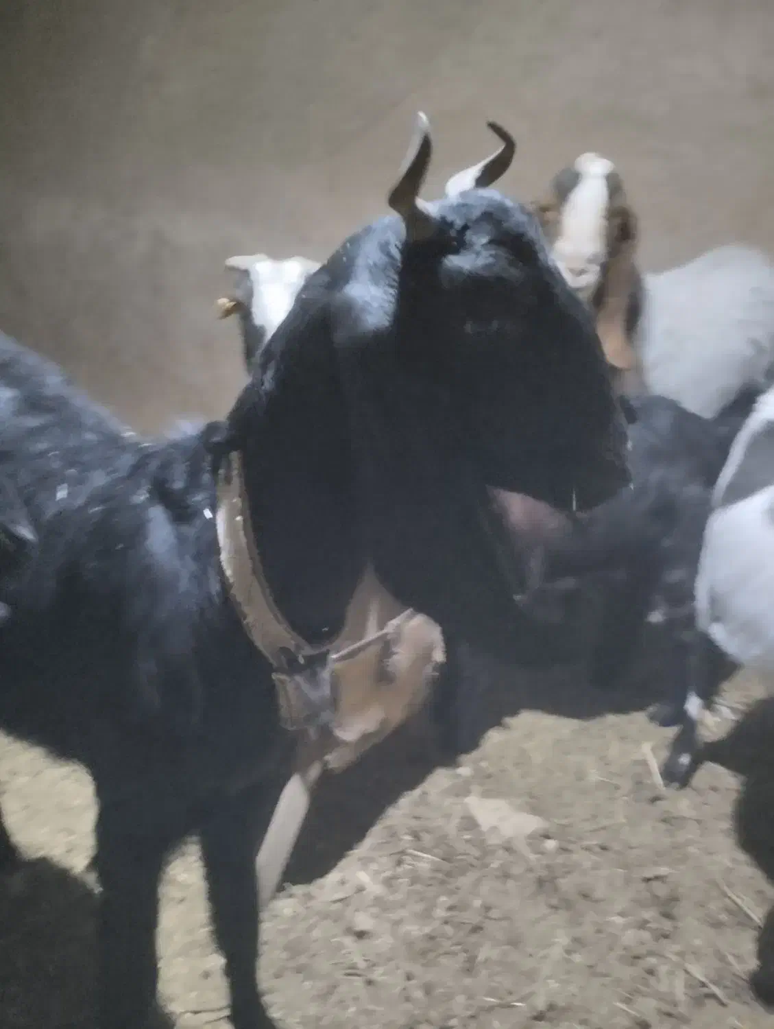 بز آبستن سنگین|حیوانات مزرعه|بردسکن, |دیوار